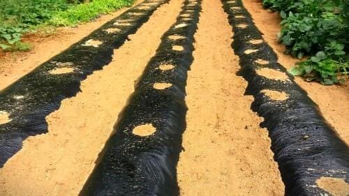 가을배추-김장배추-재배밭-거름주기-방법