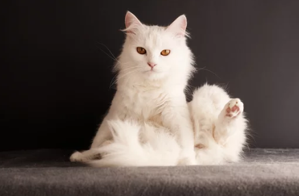 Turkish Angora cat/출처:어도비스톡