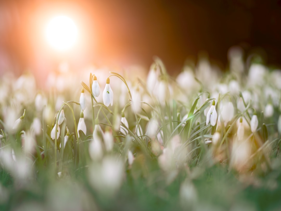 Spring