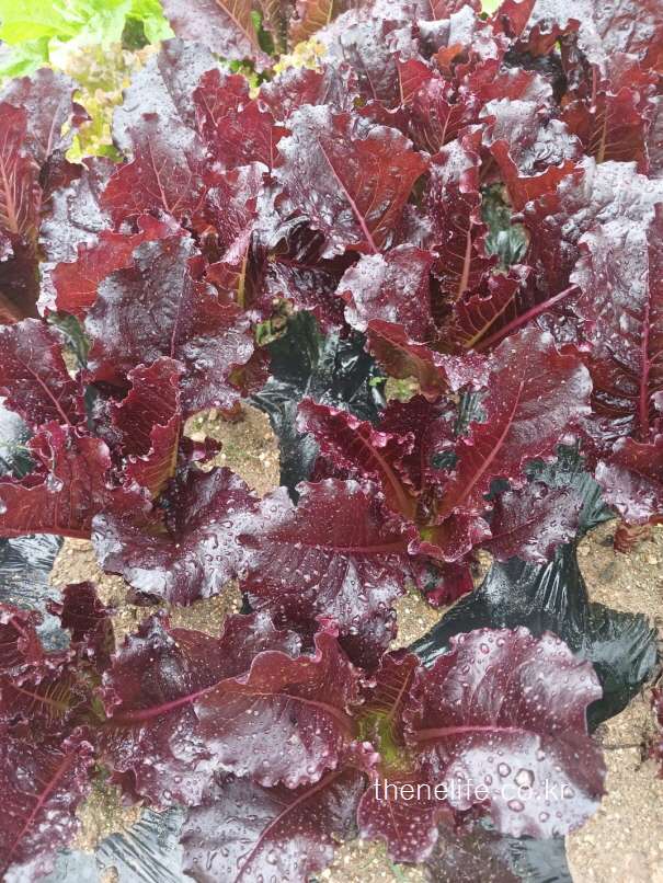 Fresh red lettuce glistening with rainwater drops in a Korean farm, captured after a spring shower-봄비가 내린 후 촬영한 한국 농장의 붉은 적상추 – 빗방울이 맺힌 생생한 상추 모습