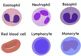 백혈구 정상수치 