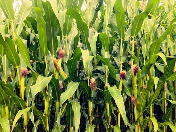 옥수수 수염차 효능