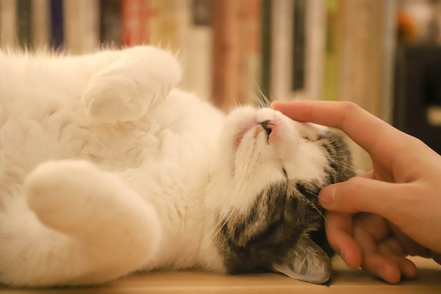 고양이 만지는 이미지
