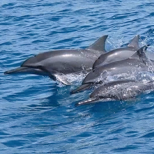 괌 돌핀크루즈 돌고래 투어 준비물
