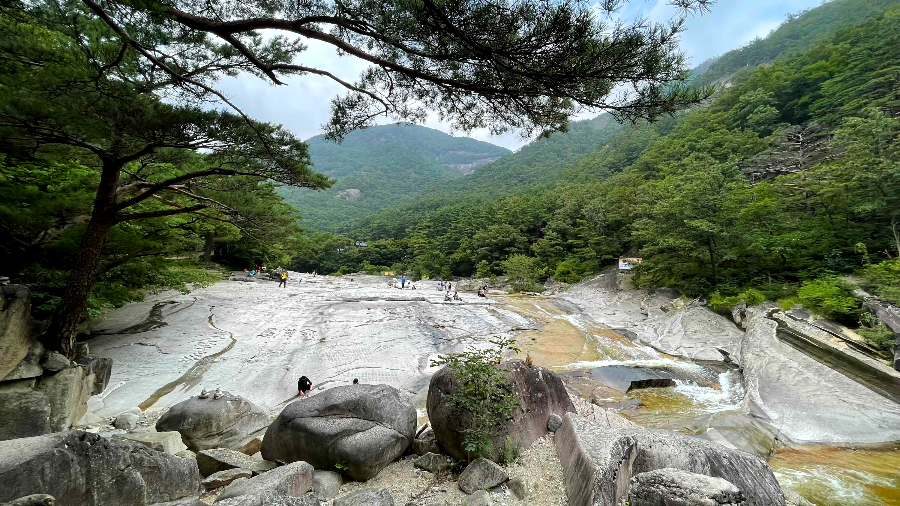 무릉계곡 소나무 조화