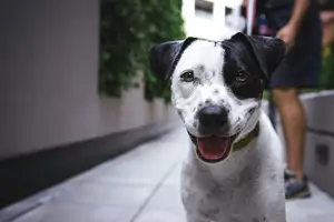 반려동물 강아지 사진