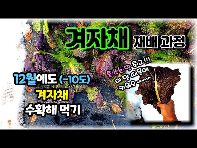 겨자채 재배 발아 빠름 간단한 관리 연속 파종_7