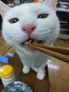 예쁘게-생긴-하얀-고양이에게-젓가락으로-음식을-먹여주는-모습