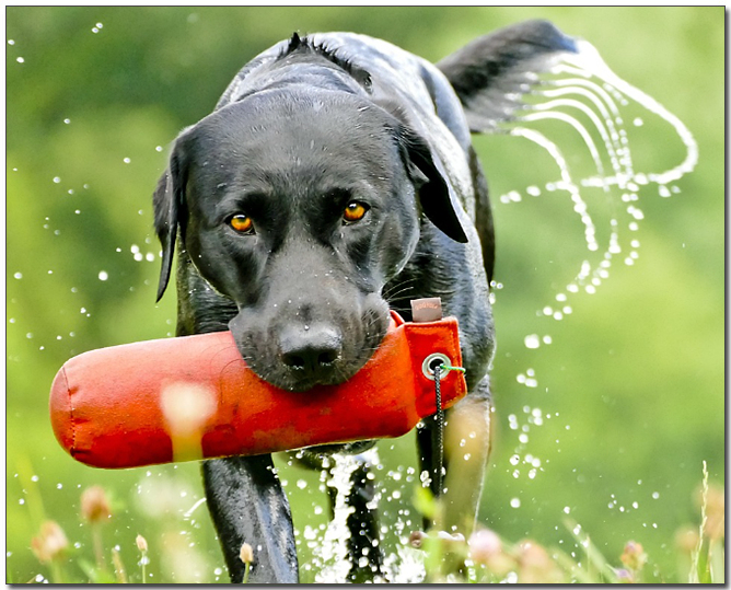 ํ๋ จ์ค์ธ ๋๋ธ๋ผ๋ ๋ฆฌํธ๋ฆฌ๋ฒ