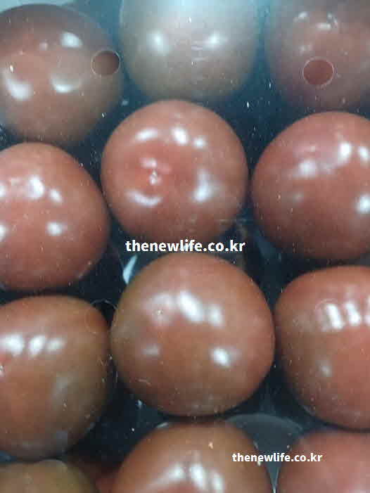 흑토마토 효능 성질 성분