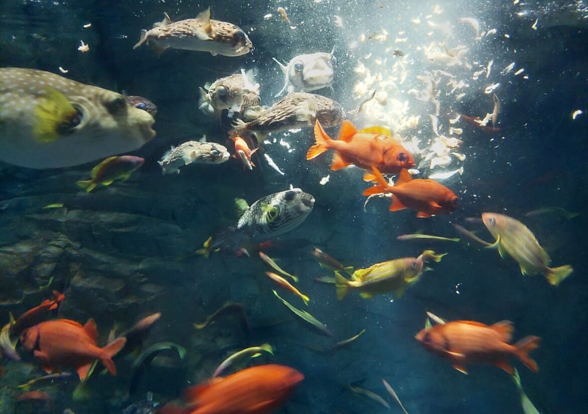 오사카 가족여행 추천코스 (아이와 가기 좋은 실내·야외 BEST 7)관련사진