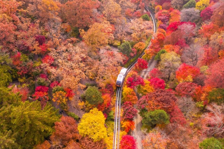 화담숲 단풍 모노레일 예약 주차 꿀팁