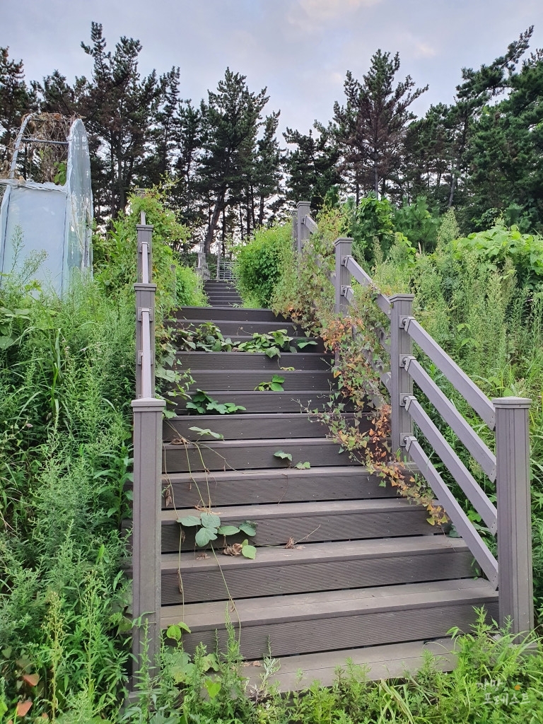 뒷산 오르는 길