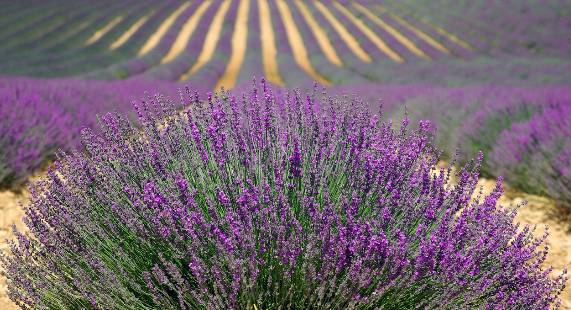 2025 무릉별유천지 라벤더 축제
