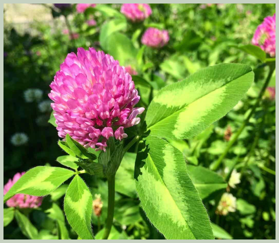 레드클로버 섭취 방법