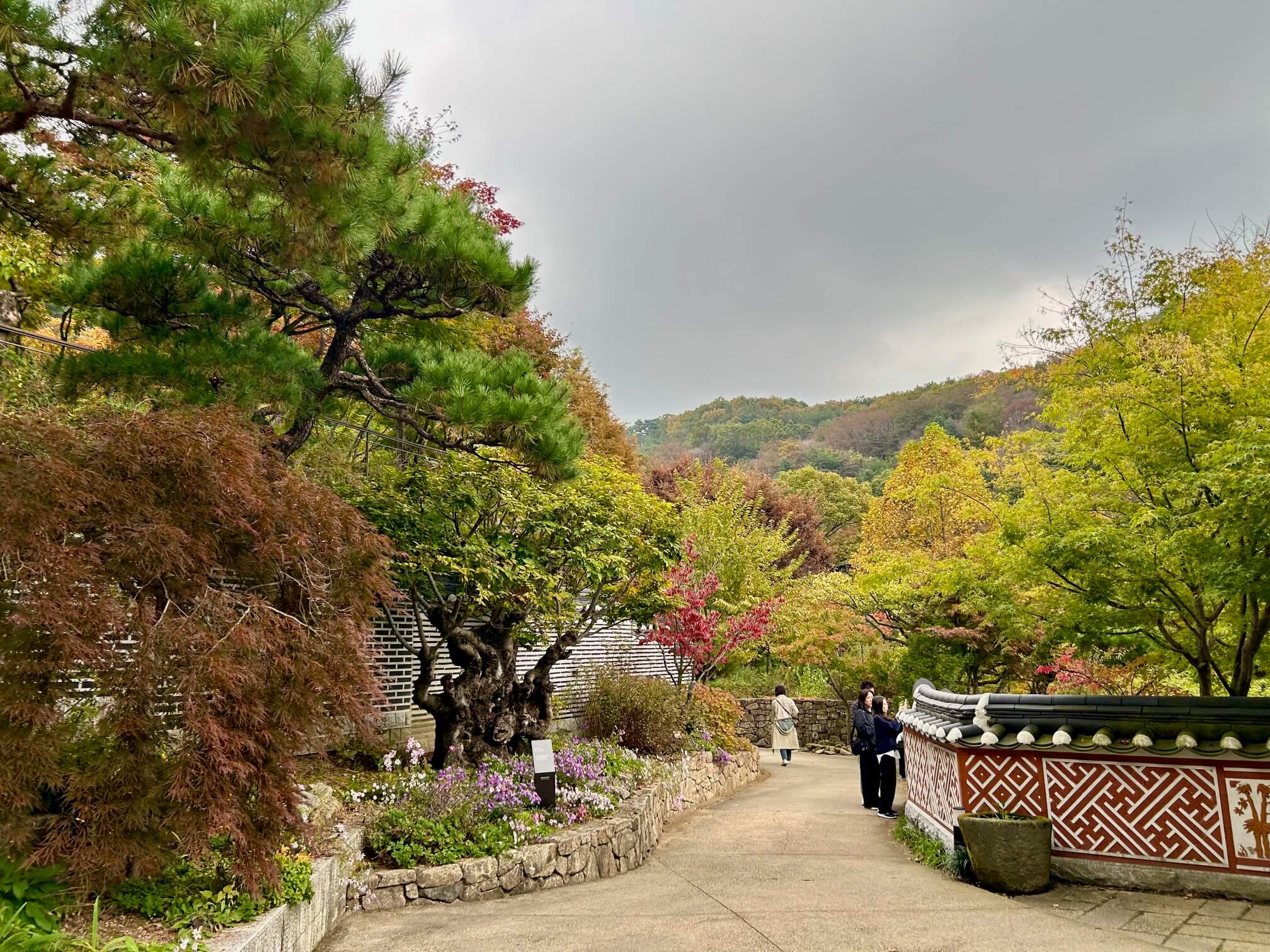 2024년 화담숲 10월 말 가을 단풍 핑크뮬리1