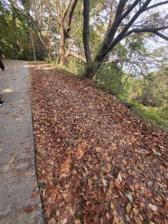 청주 부모산 연화사