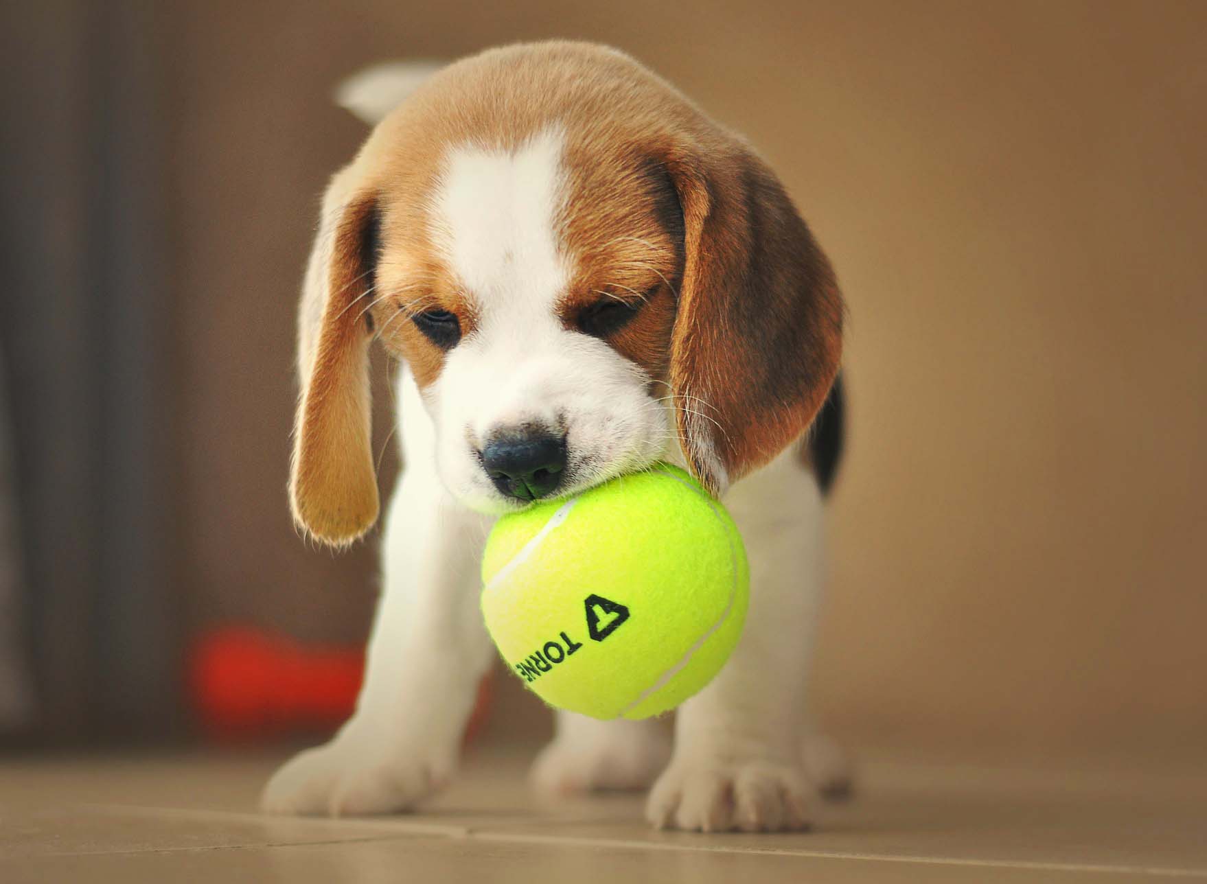 공놀이 하는 강아지