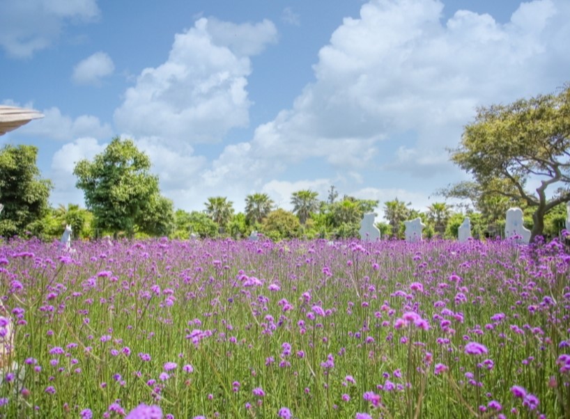 제주 비체올린 능소화 축제