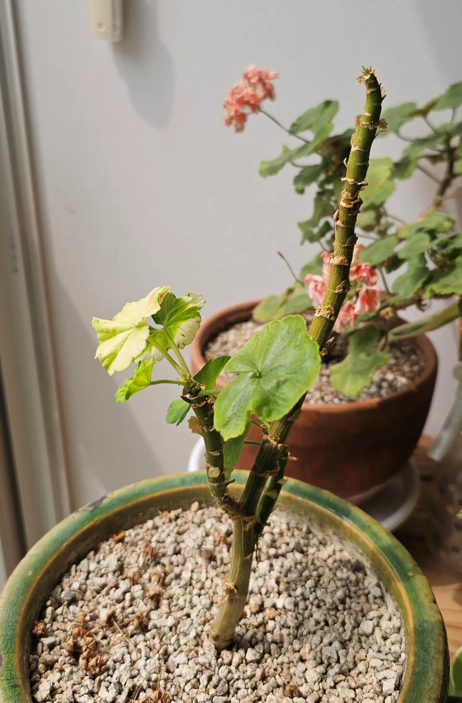 식물병원 이용전 식물 전체 모습과 아픈 잎, 줄기, 흙 표면을 가까이 찍은 사진을 여러 장 준비해 주세요.