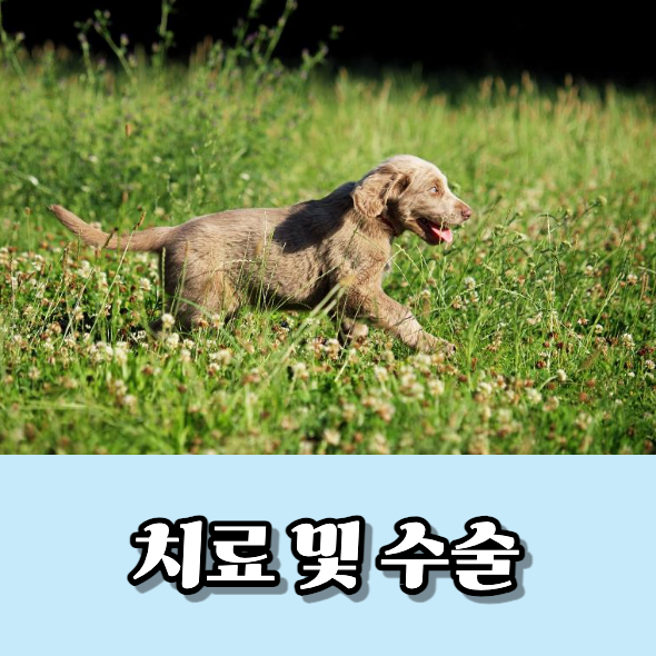 치료 및 수술