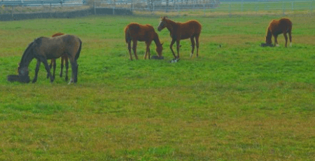 제주도 서쪽 여행코스