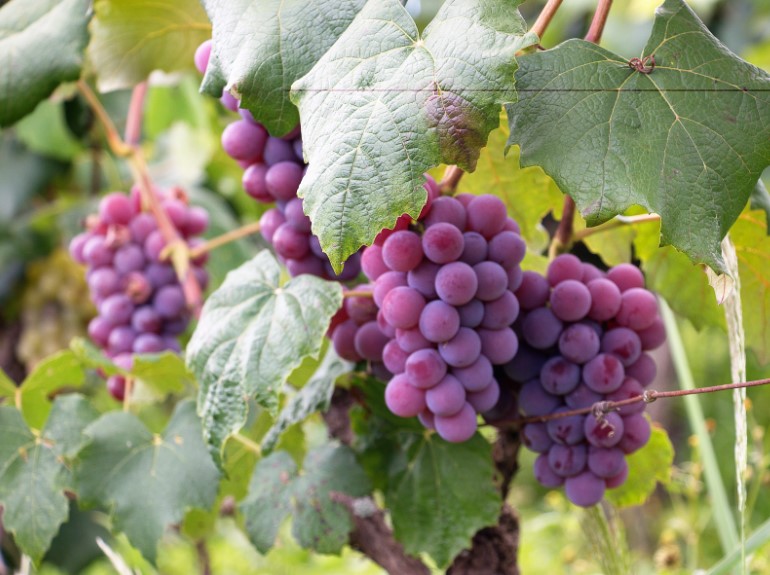 포도 효능 및 부작용