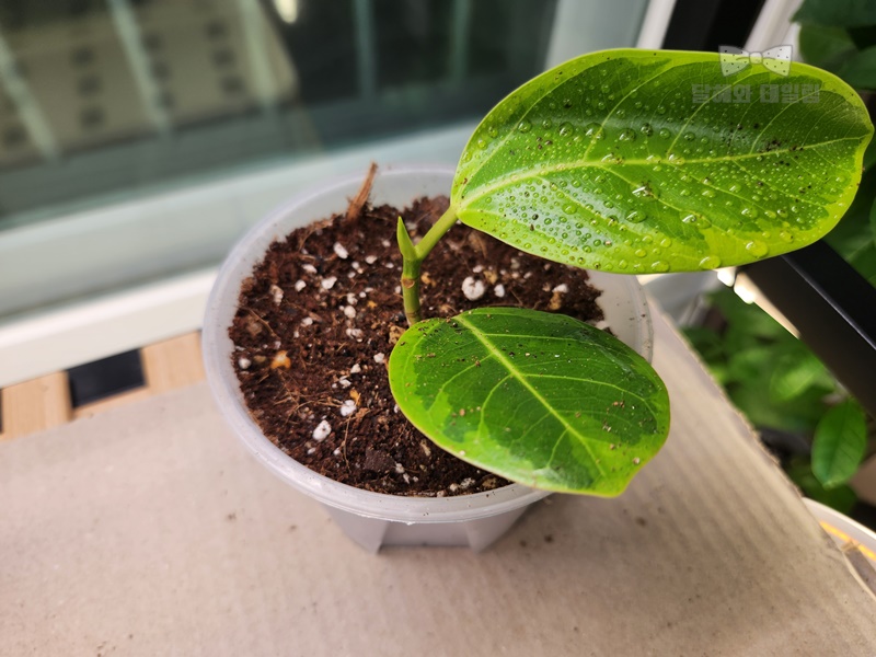 슬릿분으로 옮겨심은 벵갈 고무나무