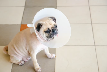 개의 눈에 생긴 상처나 딱지 질환 체리아이.