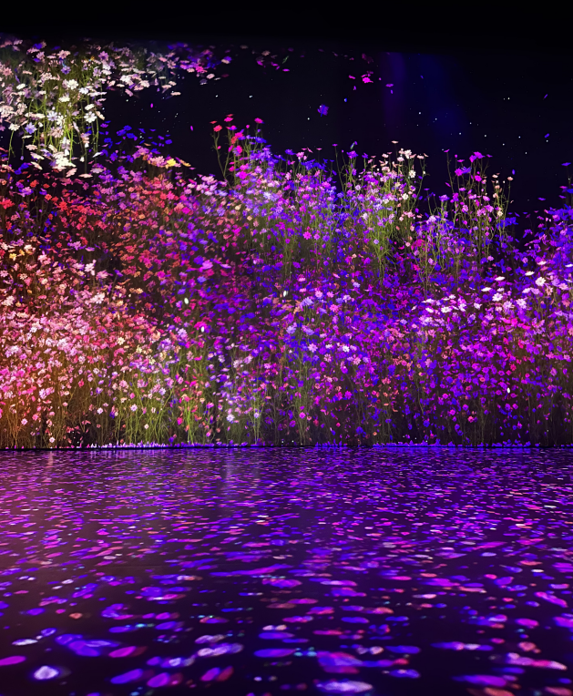 아르떼뮤지엄 강릉 FLOWER 존 코스모스 미디어아트 공간&amp;#44; 보라&middot;핑크 꽃잎이 빛과 함께 펼쳐지는 몰입형 전시 장면