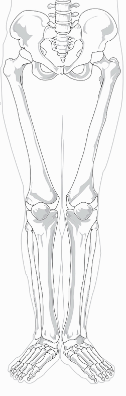 하지의 뼈 bones of lower limb