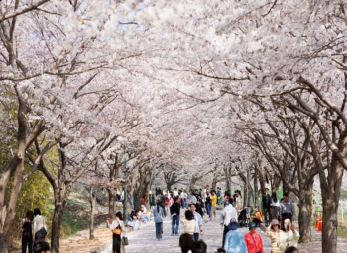 고창벚꽃축제