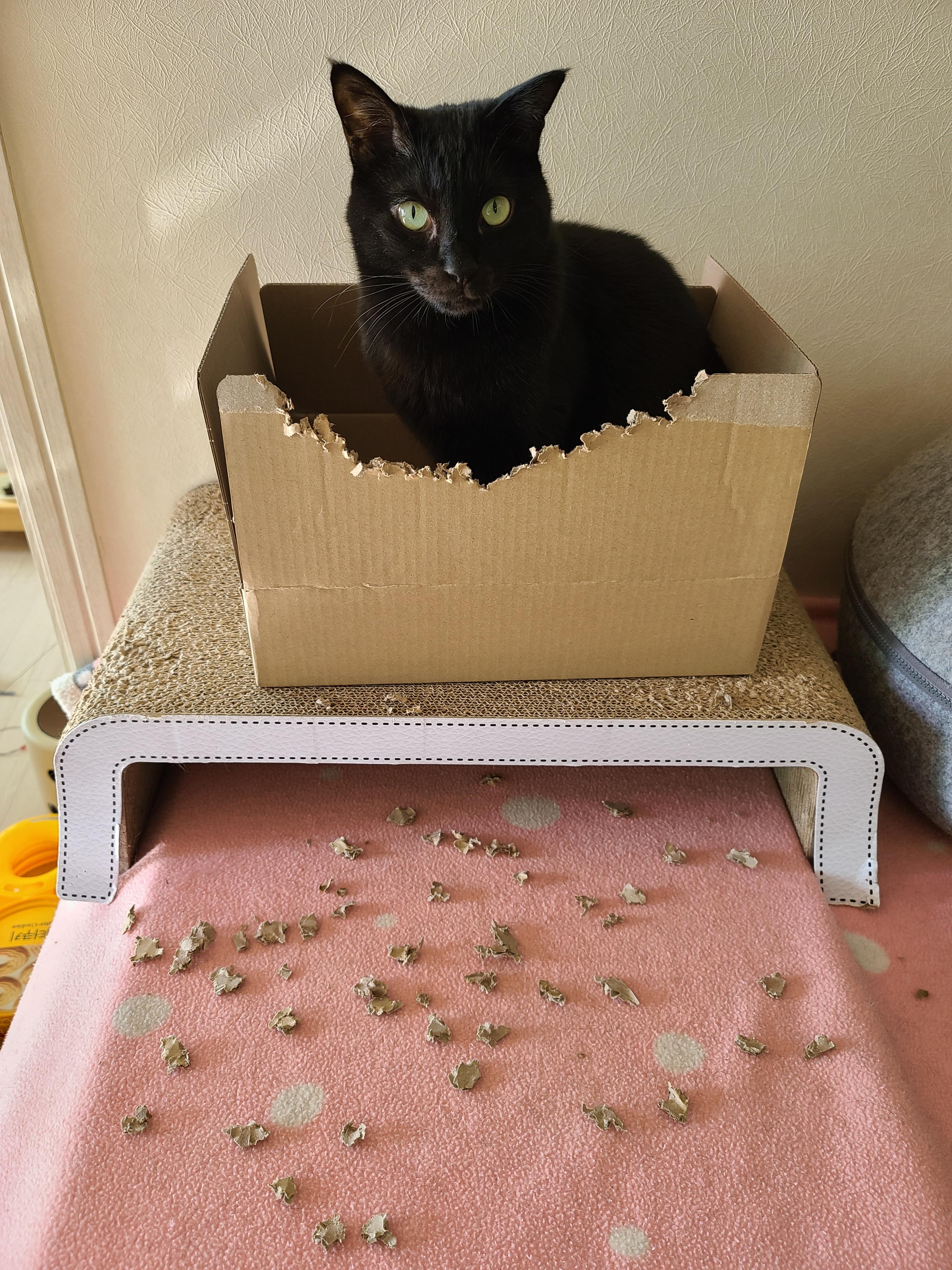 건이의 취미. 박스를 사랑하는 고양이.