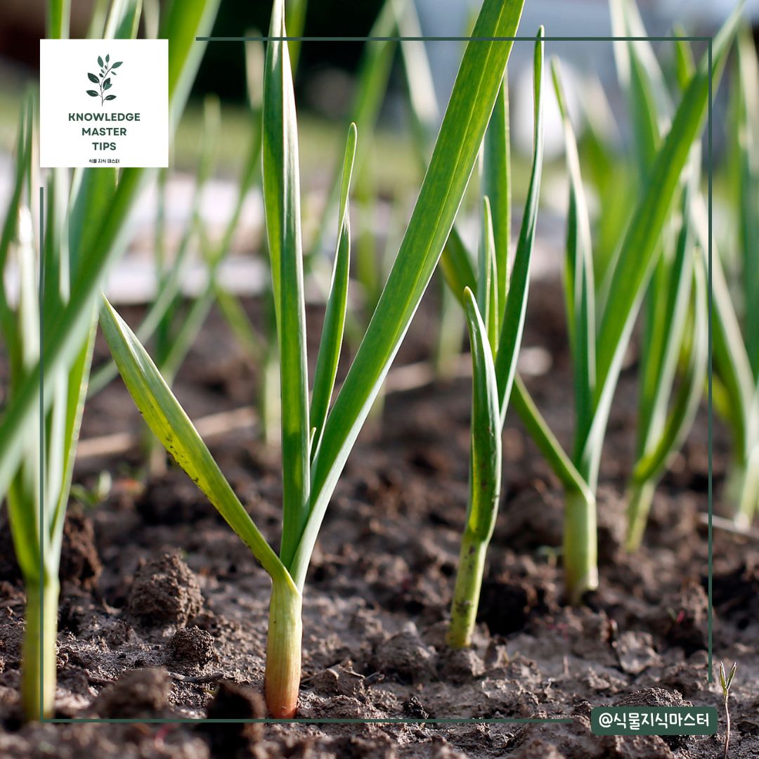 2월 3월 텃밭 마늘 양파 관리 - 땅 상태 점검 서릿발 피해