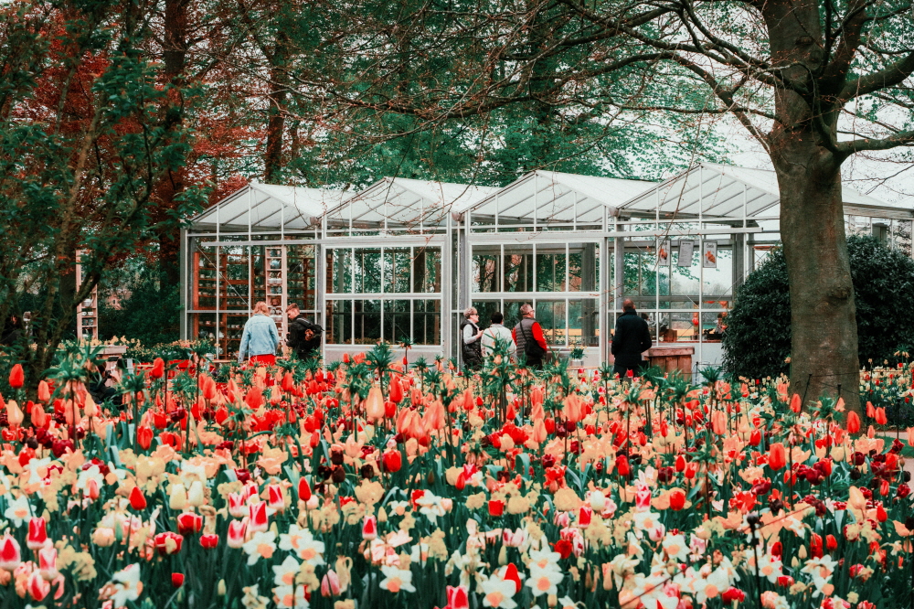 네덜란드 튤립축제