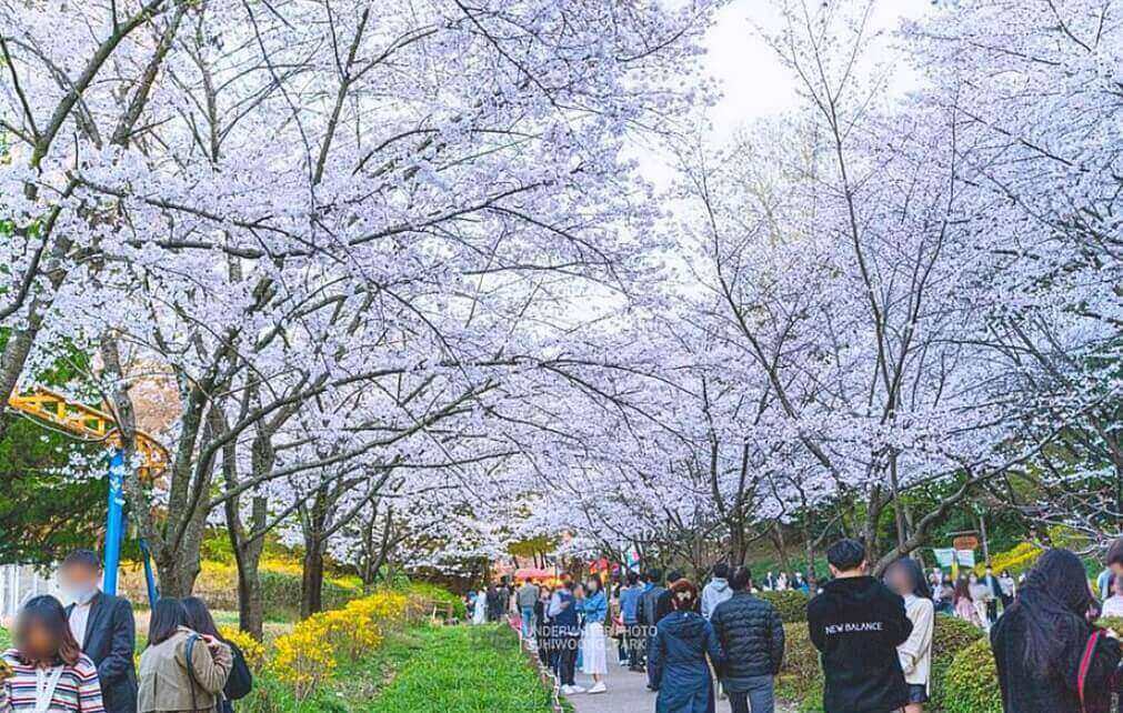 광주 중외공원 벚꽃 축제