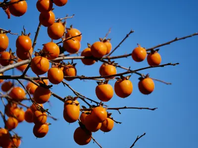 가을 추석에 나무에 매달려 있는 감들