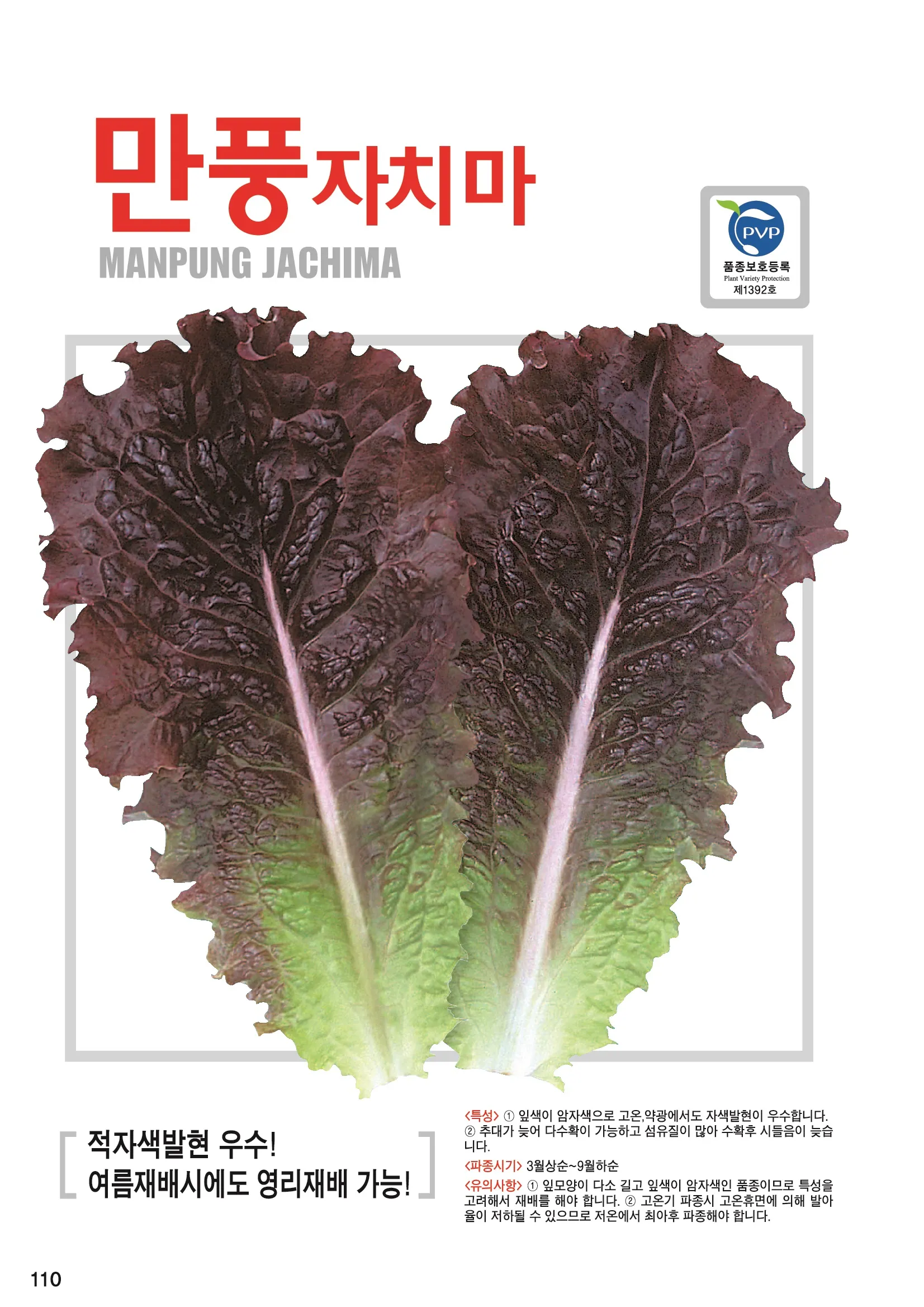 &amp;quot;여름상추
