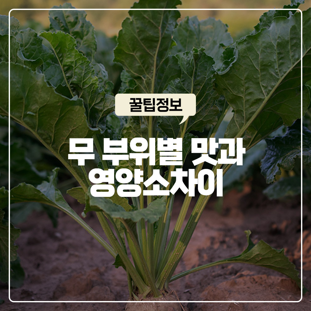 무 부위별 맛과 영양소 차이 상 중 하단 100퍼센트 활용법과 항암 성분 이소티오시아네이트 비밀