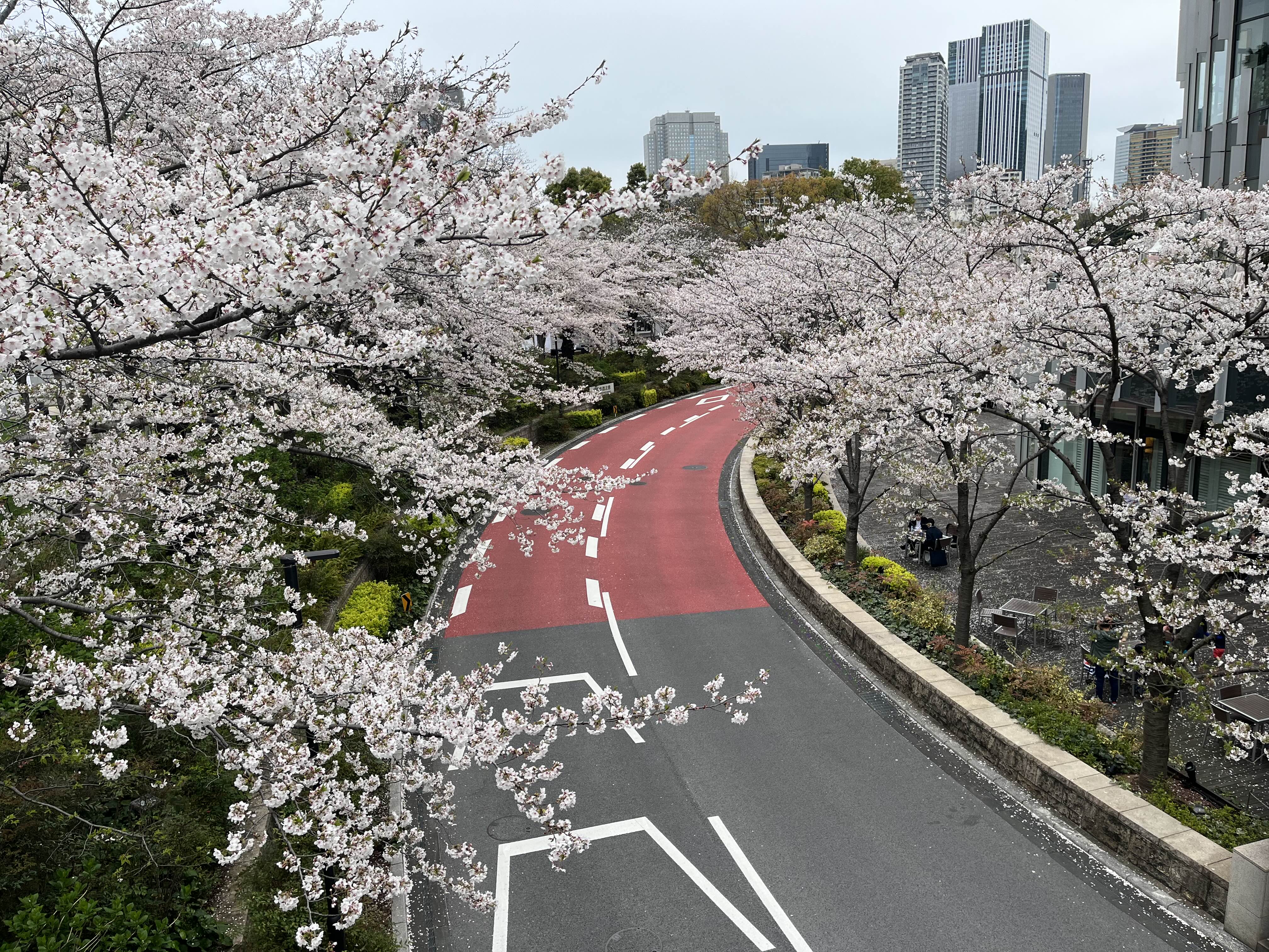 도쿄 미드타운 벚꽃