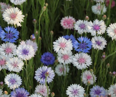 가을에 피는 꽃 수레국화