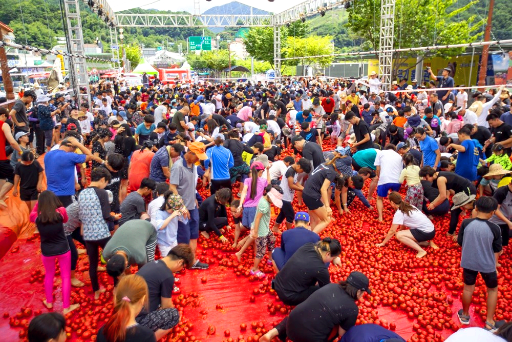 화천 토마토축제