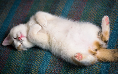 배를 보이는 아기 고양이