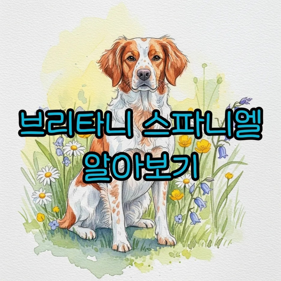 햇살 가득한 들판에 앉아 있는 브리타니 스파니엘