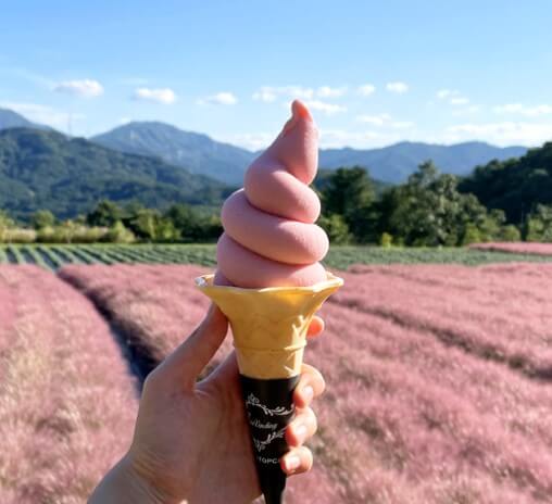허브 아일랜드 핑크뮬리축제