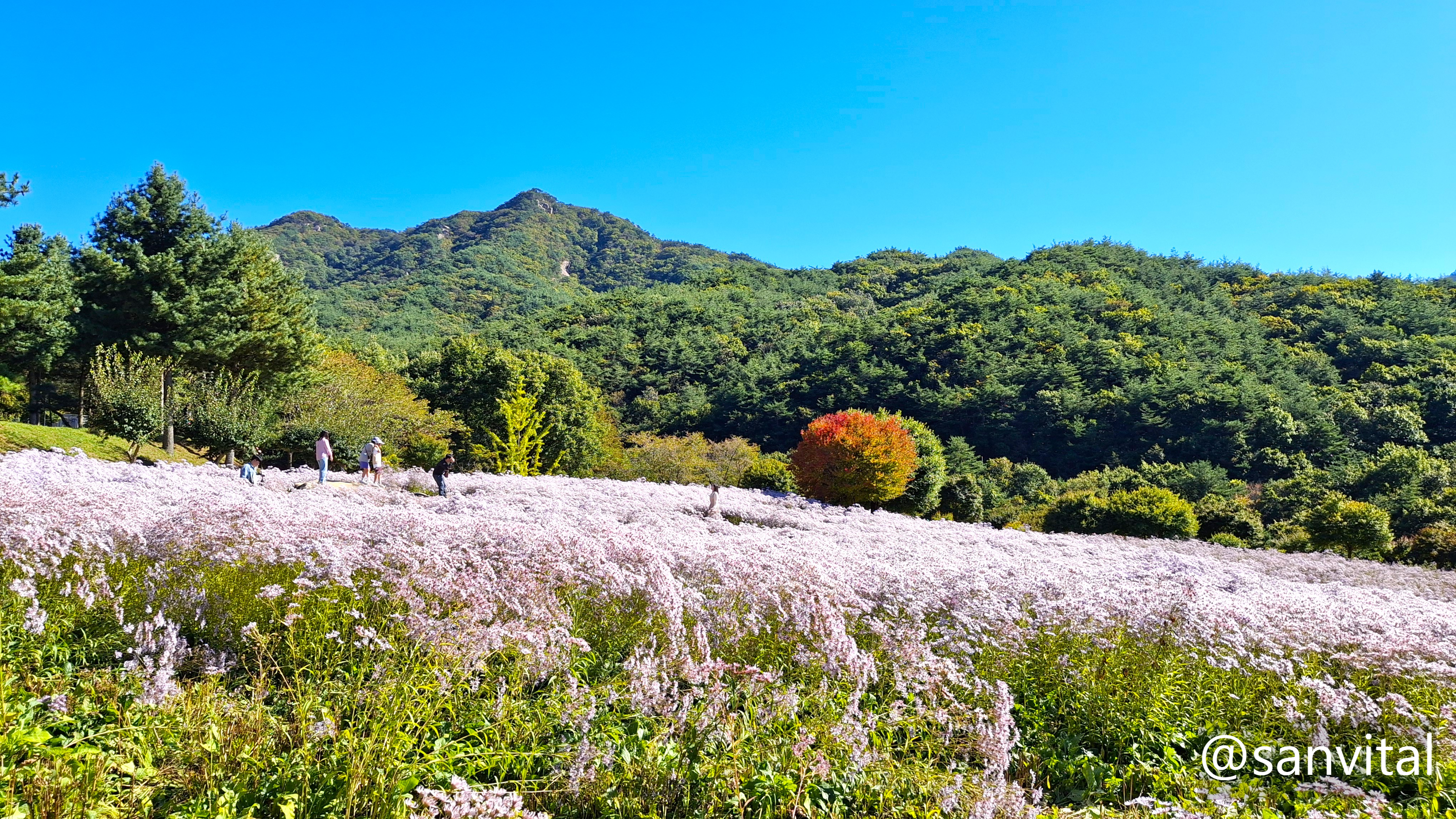 문경 문휘농원 개미취꽃
