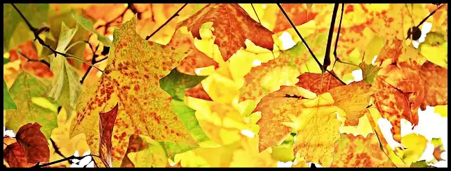 2024 내장산 단풍축제 기간 (국립공원)