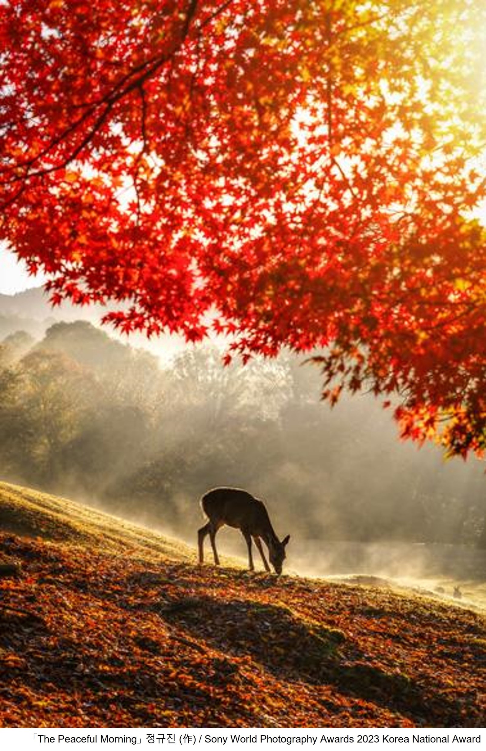 2023 소니 월드 포토그래피 어워드 은상