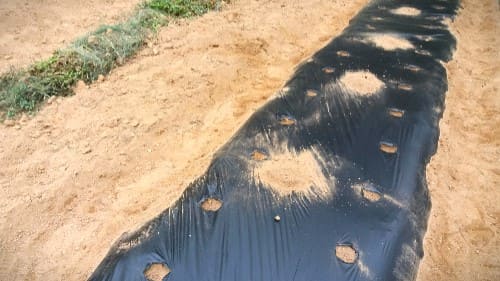 메주콩-백태-재배지-선정-밑거름-웃거름주기