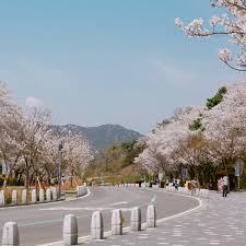 서울대공원 벚꽃축제 기본정보와 프로그램 정리